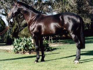 CAL AUSTRALIAN